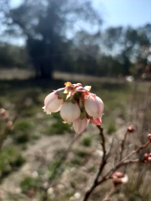 Blueberries Budding